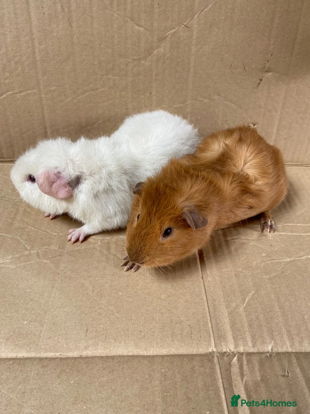 Guinea Pig rodents for sale: Male Guinea Pigs For Sale - Advert 2