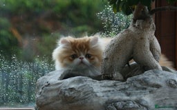 Persian cats for sale: Fluffy Persian Exotic kittens - Image 8