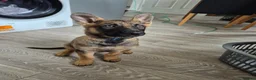 German Shepherd dogs for sale: 2 German Shepherd puppies 1 male 1 female - Advert 3