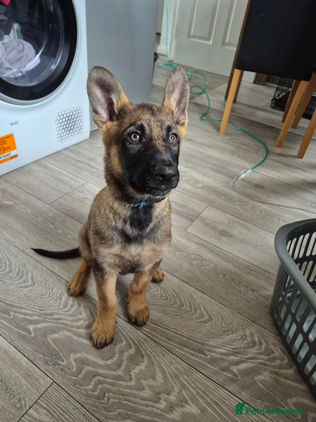 German Shepherd dogs for sale: 2 German Shepherd puppies 1 male 1 female - Advert 3