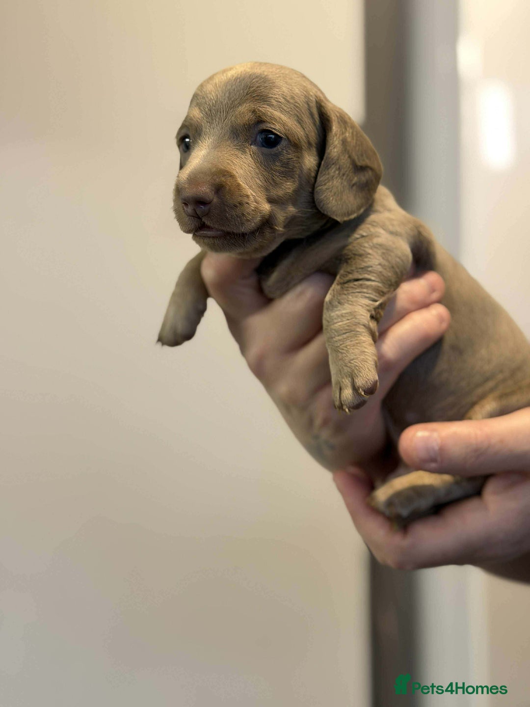 Dachshund dogs for sale: Miniature Dachshunds puppies - Advert 5