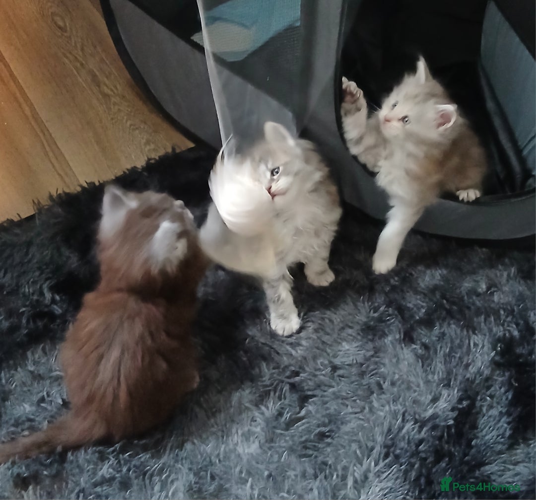 Maine Coon cats for sale: Full Pedigree blue smoke Maine Coon Kittens  - Advert 6