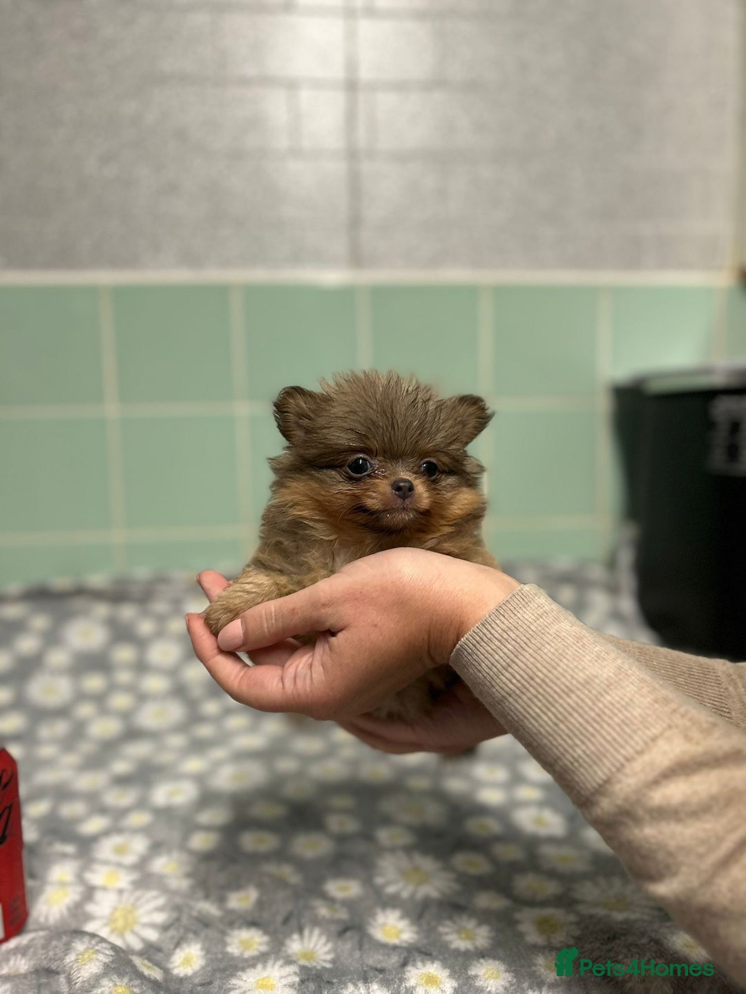 Pomeranian dogs for sale: Beautiful Pomeranian puppies  - Image 11
