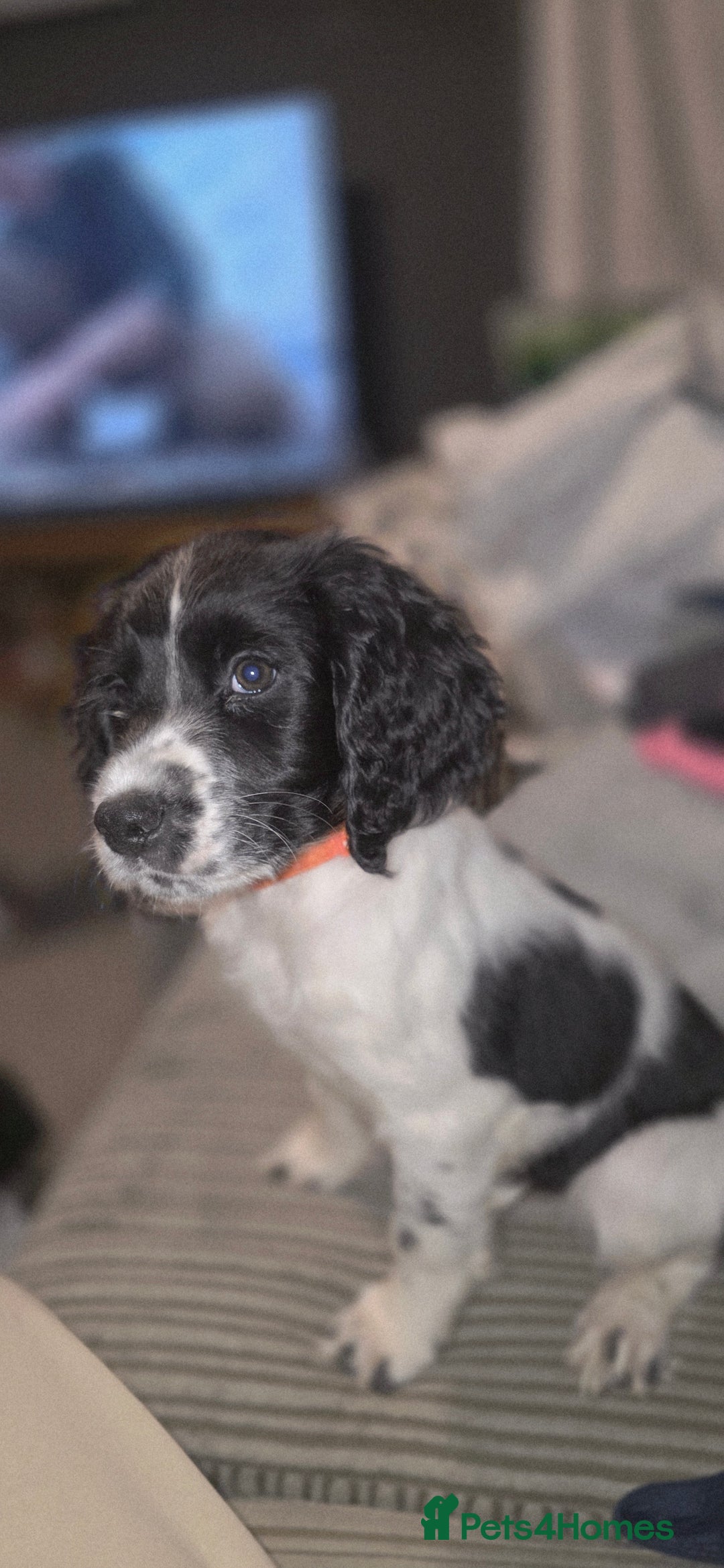 Sprocker dogs for sale: Sprocker pup - Advert 6
