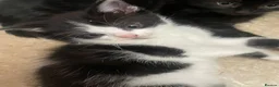 Mixed Breed cats for sale: Fluffy kittens - Advert 5