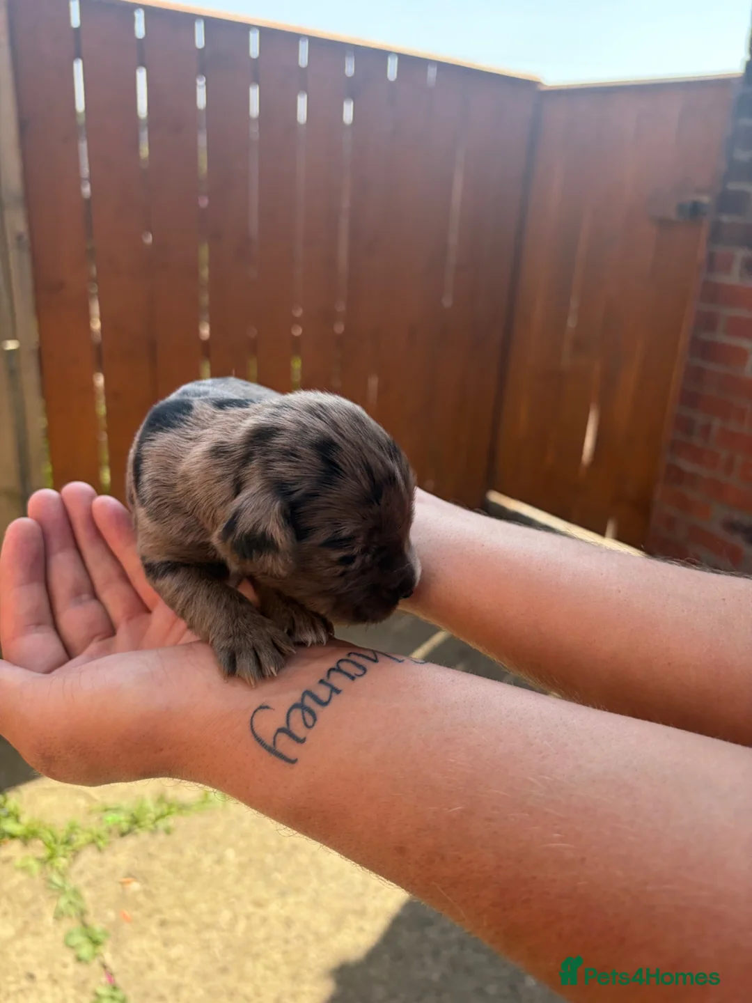 Cocker Spaniel dogs for sale: Cocker spaniel pups  - Advert 2