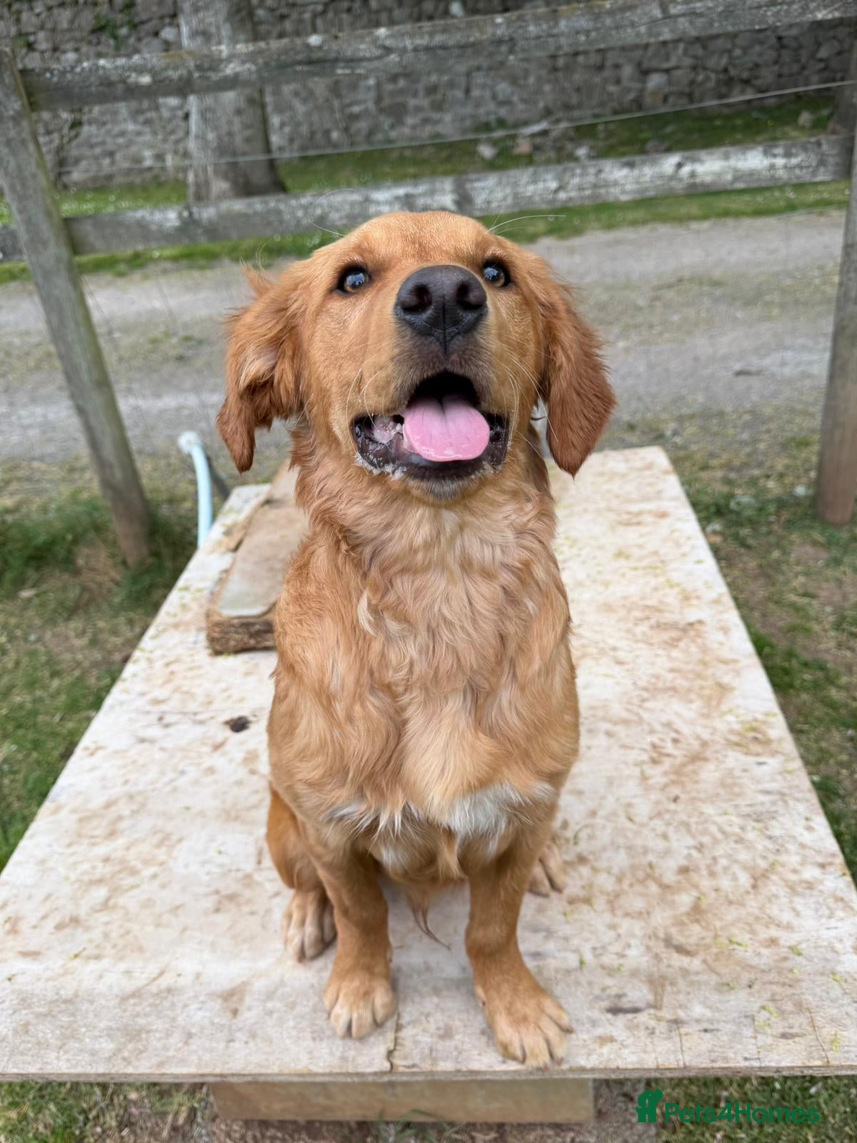 Golden Retriever dogs Lovely dog puppy - Advert 8