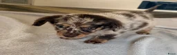 Mixed Breed dogs for sale: Dachshund × Pomchi puppies - Advert 20