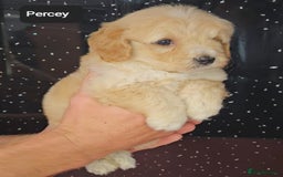 Maltipoo dogs for sale: Quality Champion Apricot Teddy toy Maltipoo's 🧸 - Image 8