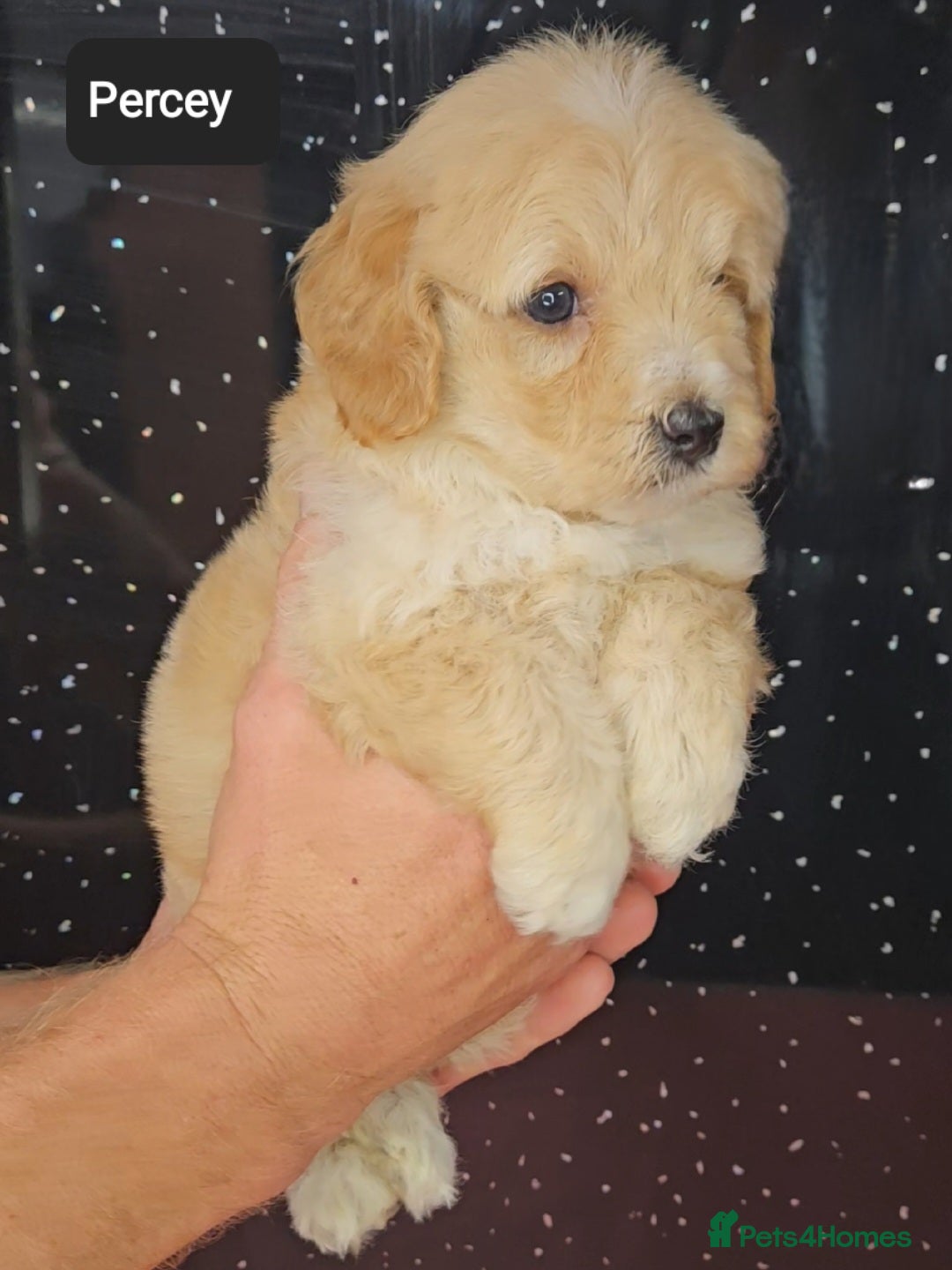 Maltipoo dogs for sale: Quality Champion Apricot Teddy toy Maltipoo's 🧸 - Image 8