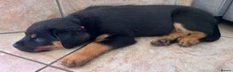 Rottweiler dogs for sale: bitch for sale from health tested patients  - Advert 10