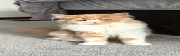 Scottish Fold cats for sale: Scottish fold  - Advert 3