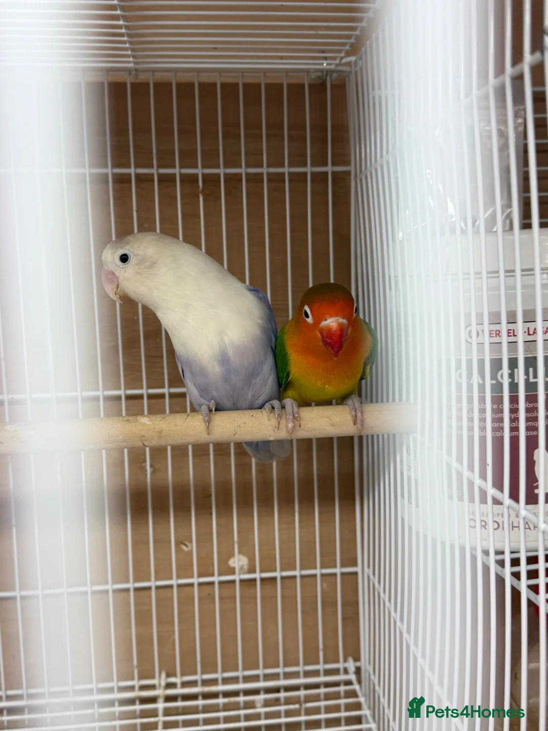 Lovebirds birds for sale: Lovebirds pair - Advert 2