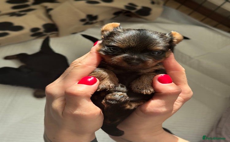 Yorkshire Terrier dogs - Advert 1