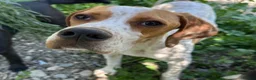 Pointer dogs for adoption: Remi (English Pointer) in Bedford - Advert 2