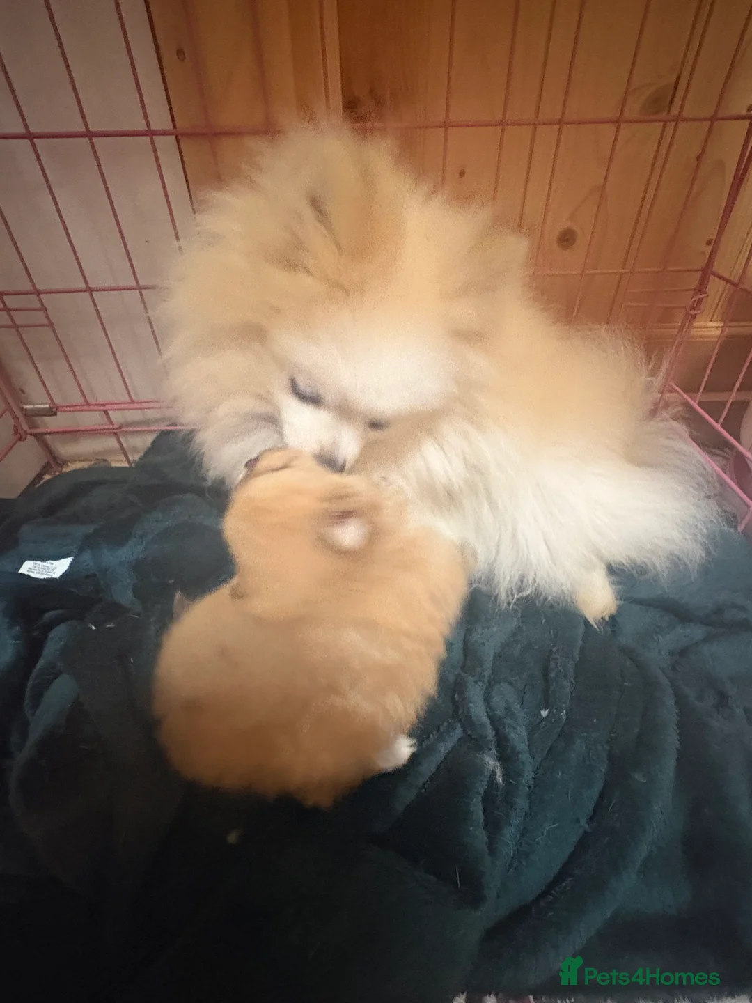 Pomeranian dogs for sale: Beautiful baby Boy fluffy and cuddly  - Advert 2
