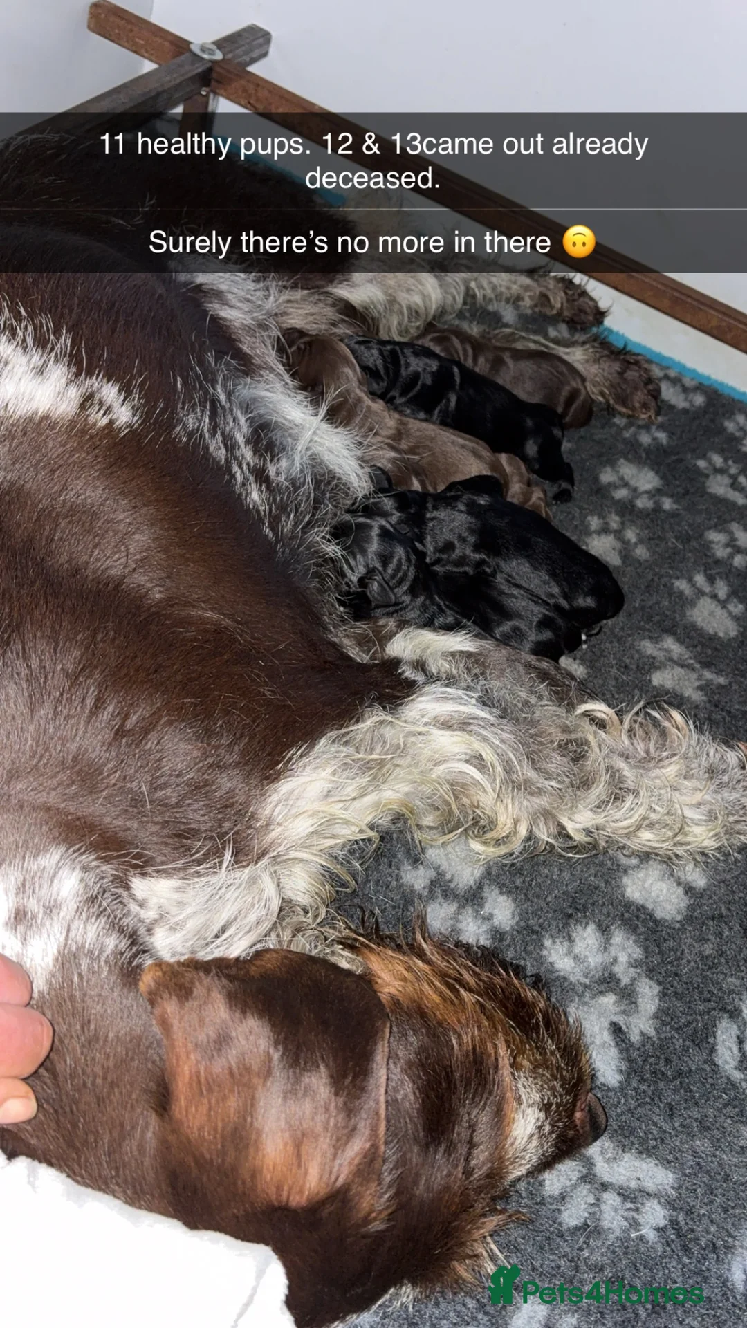 Mixed Breed dogs for sale: German Wirehaired Pointer X Labrador puppies - Advert 6