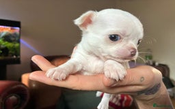 Chihuahua dogs for sale: 3 little girls - Image 5