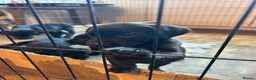 Labrador Retriever dogs for sale: Silver Labrador puppies in Stoke-on-Trent - Advert 7
