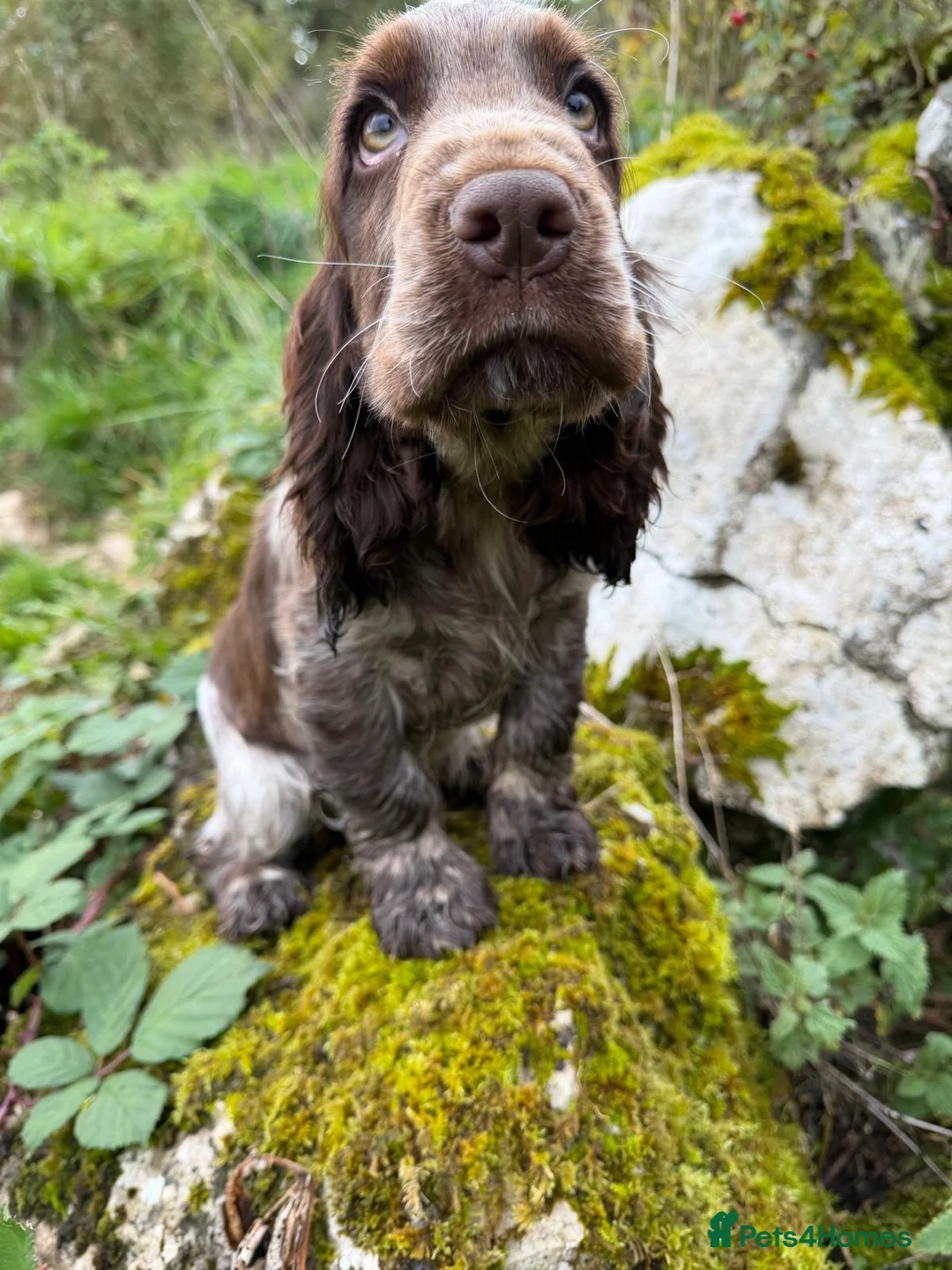 Cocker Spaniel dogs for sale: SHOW KC Registered, true to type, Cocker Spaniels - Advert 2