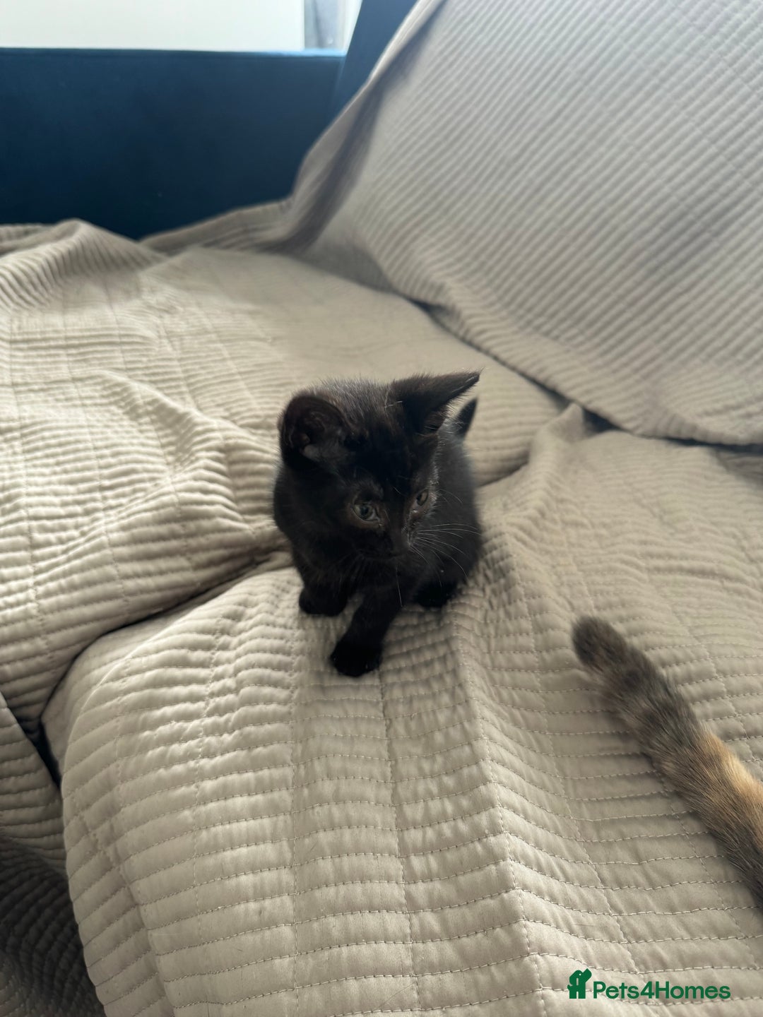 Mixed Breed cats for sale: Beautiful Domestic Shorthair Kittens grey / black - Image 19
