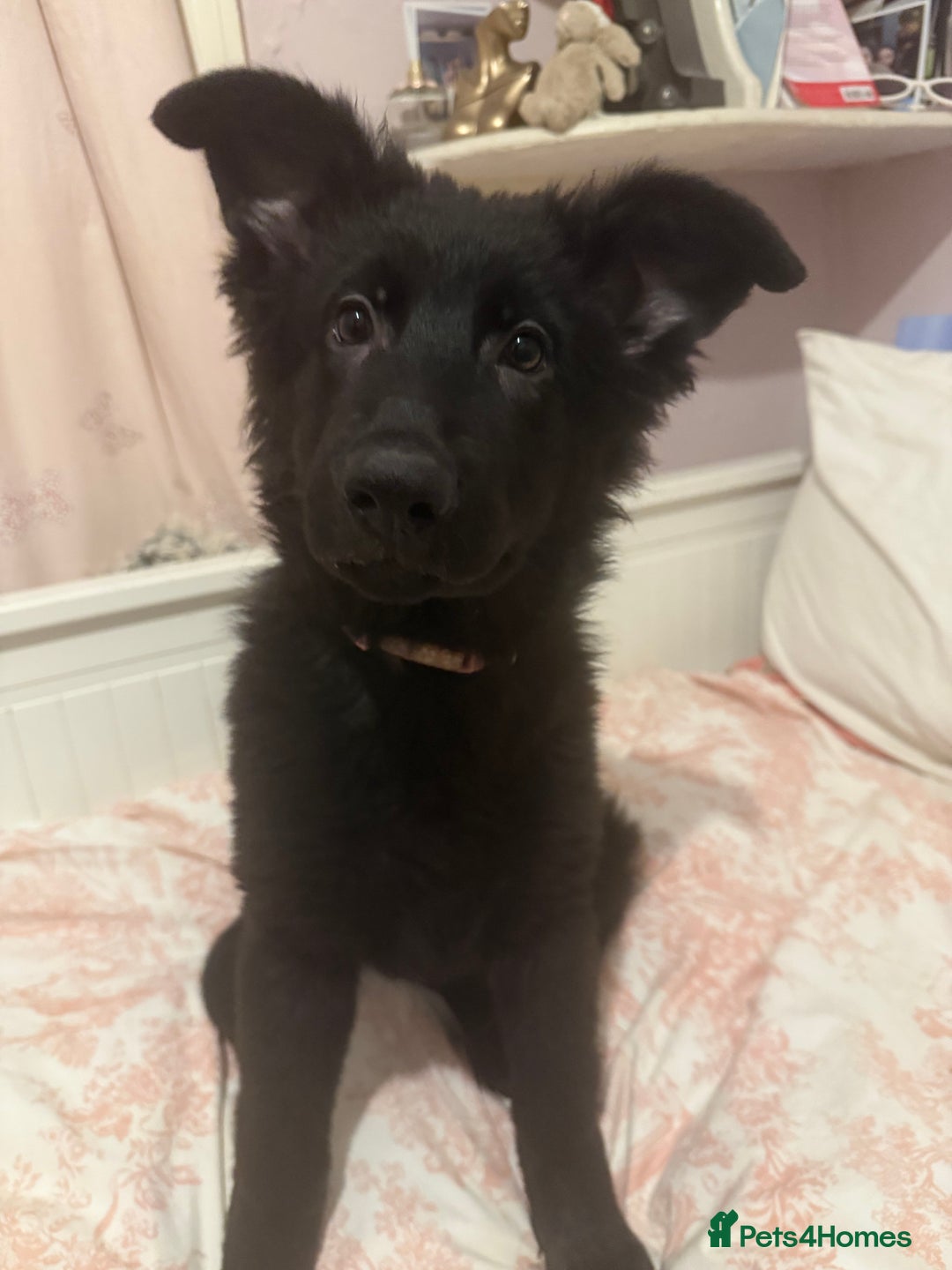 German Shepherd dogs for sale:  1 beautiful German Shepards left for sale! - Advert 1