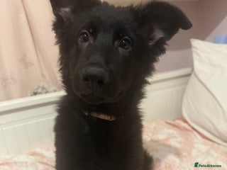 German Shepherd dogs 1 beautiful German Shepards left for sale! - Advert 14