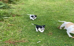 Mixed Breed dogs for sale: Beagle x Springer Spaniel - Image 8