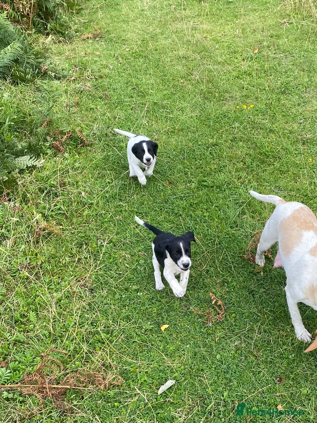Mixed Breed dogs for sale: Beagle x Springer Spaniel - Image 8