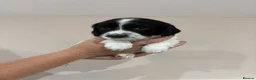 English Springer Spaniel dogs for sale:  KC registered English springer spaniel puppies - Advert 30