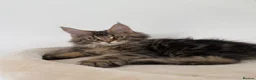 Maine Coon cats for sale: XL Russian Cubs 💙 - Advert 14