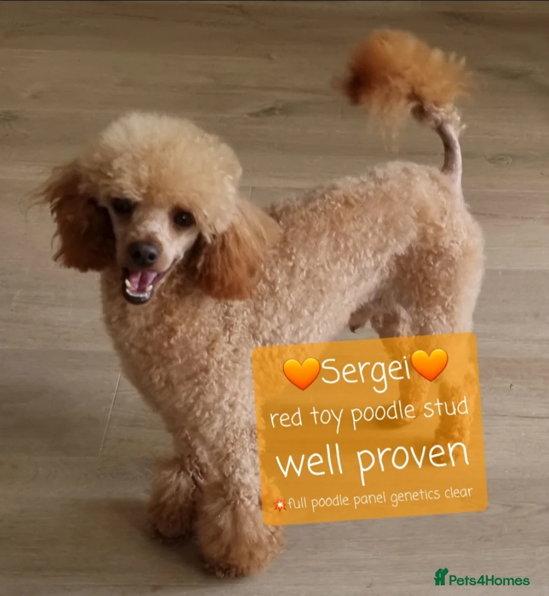 Toy Poodle dogs for stud: Toy Poodle stud - Health Tested in Aberdeen - Advert 5