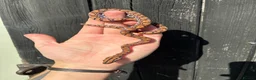 Boa Snake reptiles for sale: Brazilian Rainbow Boa babies - Advert 3