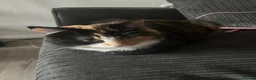 Mixed Breed cats for sale: Black kitten  in Newcastle upon Tyne - Advert 1