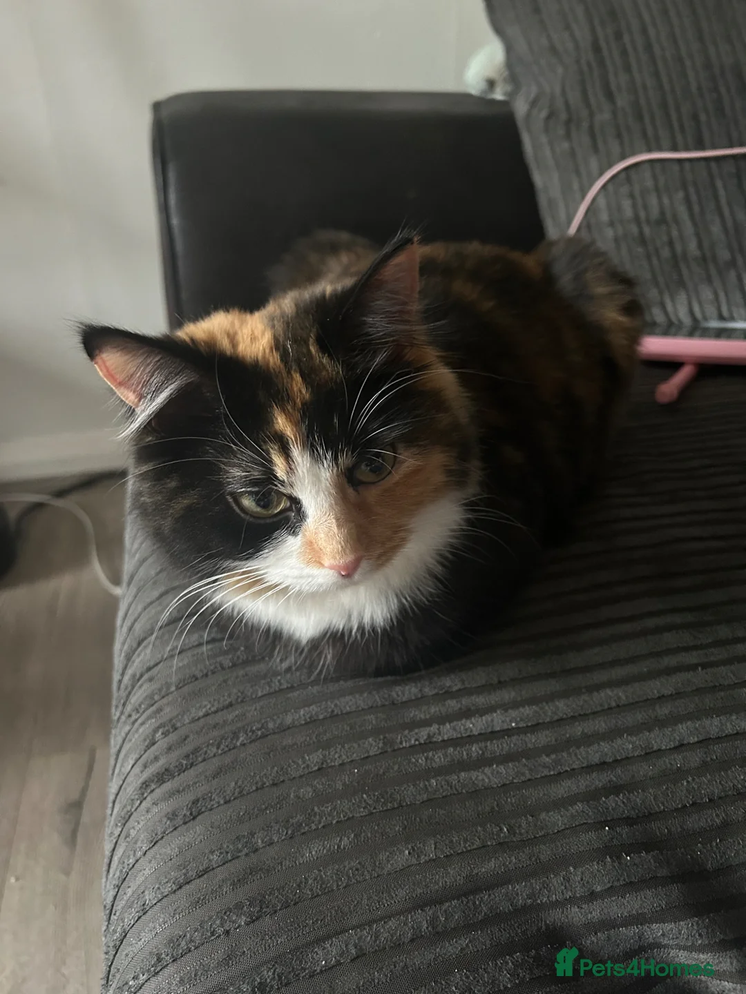 Mixed Breed cats for sale: Black kitten  in Newcastle upon Tyne - Advert 1