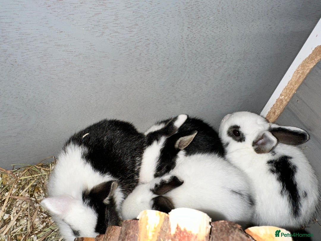 Mixed Breed rabbits for sale: 6 bunnies  - Advert 3