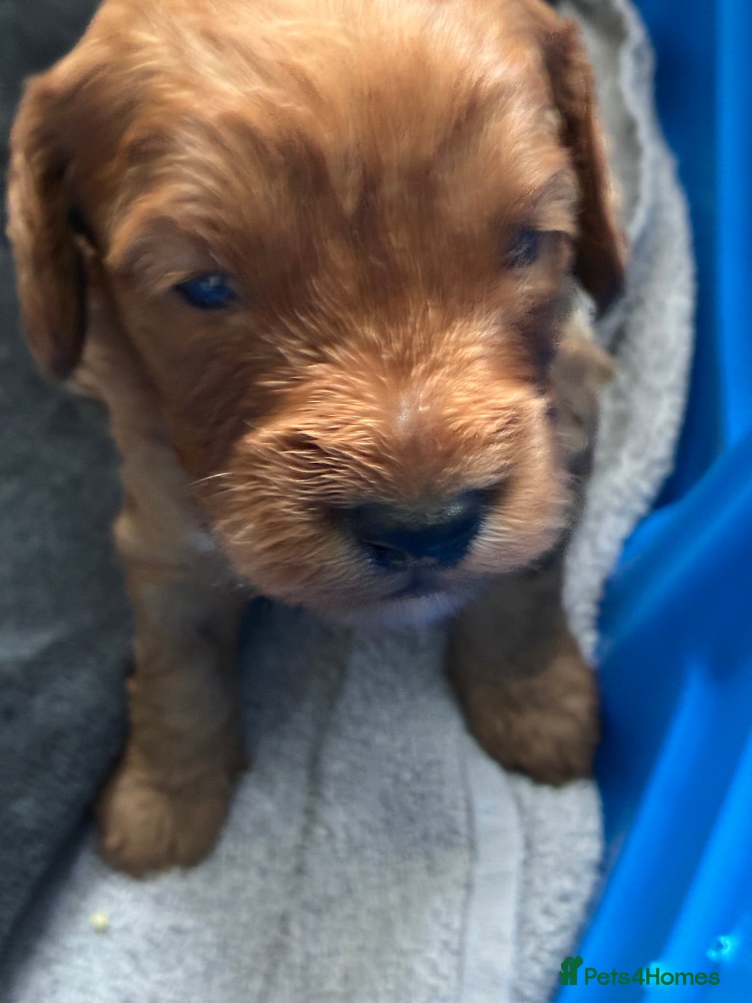 Cockapoo dogs for sale: F1b Cockapoo’s  - Image 4
