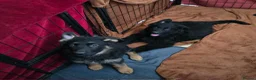 German Shepherd dogs for sale: 9 beautiful german shepards looking for a home - Advert 8