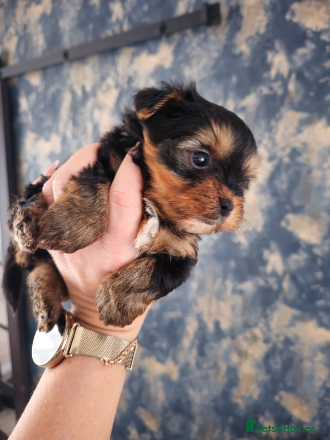 Yorkshire Terrier dogs for sale: Yorkshire Terrier puppies - Advert 1