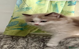 Ragdoll cats for sale: Loving Ragdoll kittens - Image 6