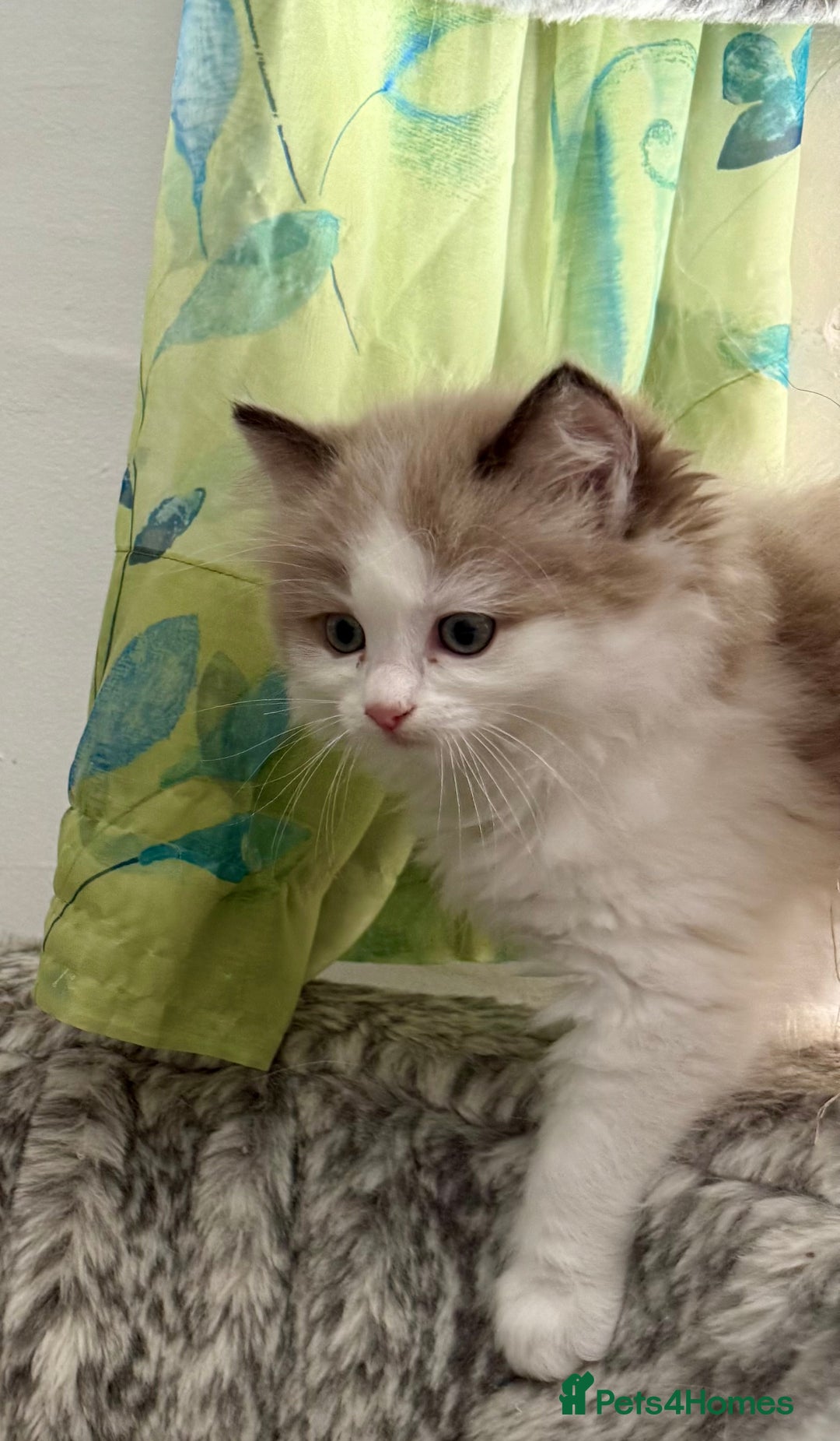 Ragdoll cats for sale: Loving Ragdoll kittens - Image 6