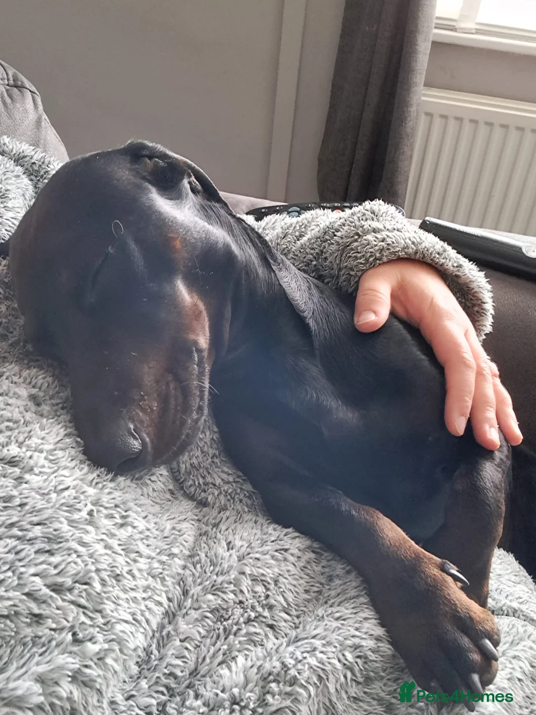 Dachshund dogs for sale: entire male standard dachshund for rehoming.. in Wigton - Advert 2