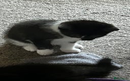 Domestic Shorthair cats for sale: 7 very adorable kittens ready now  - Image 22