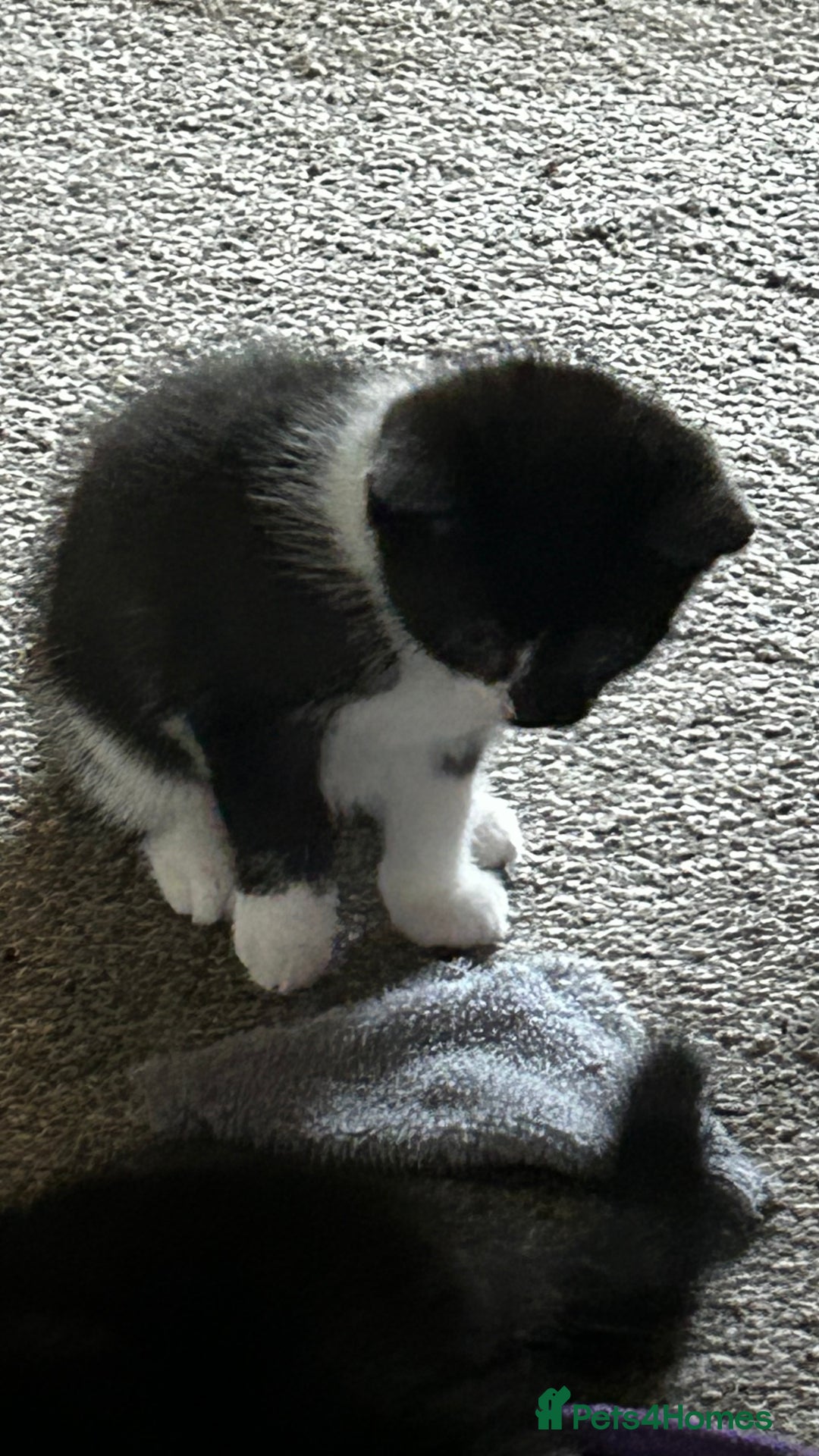 Domestic Shorthair cats for sale: 7 very adorable kittens ready now  - Image 22