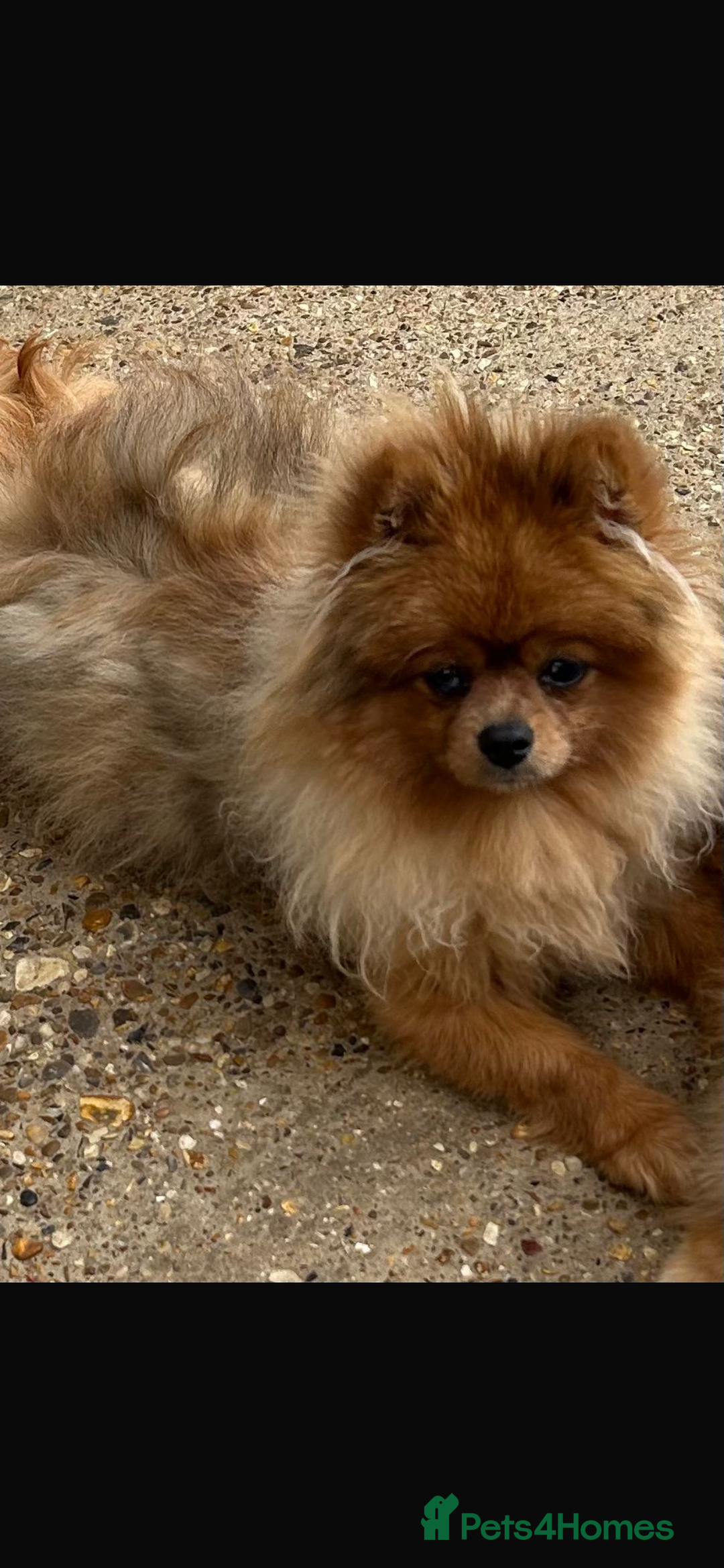 Pomeranian dogs for sale: Tiny blue male pomeranian - Advert 4