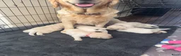 Golden Retriever dogs for sale: Beautiful Golden Retriever puppies - Advert 13