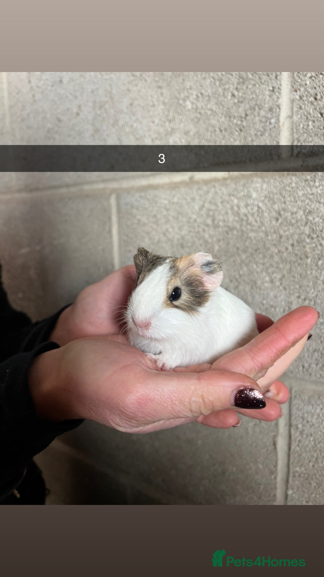 Guinea Pig rodents for sale: The perfect Christmas guinea pig!  - Advert 8