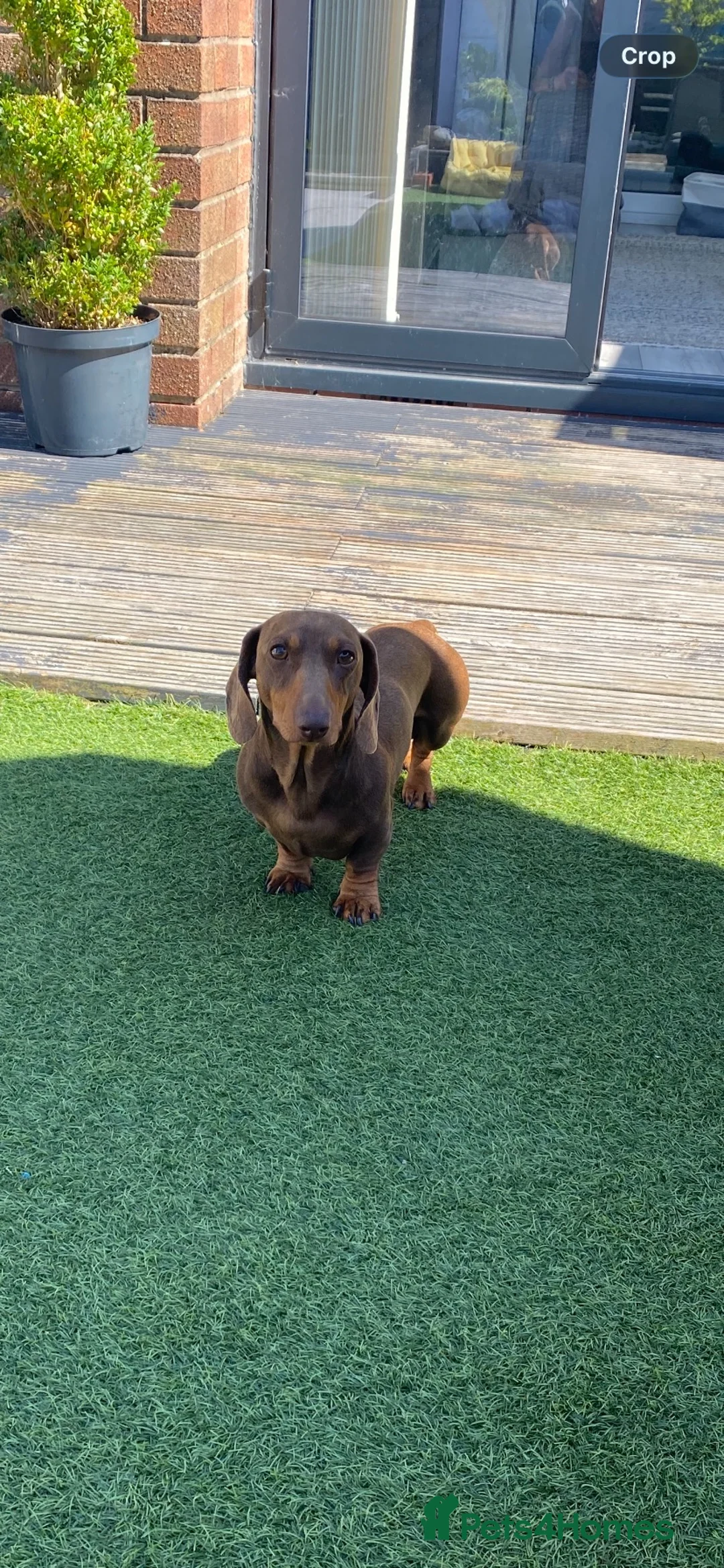 Miniature Dachshund dogs for sale: Miniature dachshund  - Advert 2