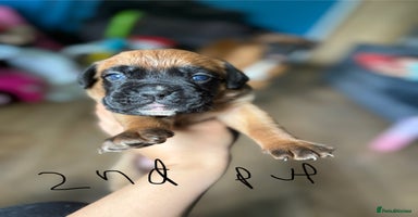 Boxer dogs - Advert 8