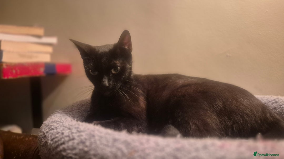 Mixed Breed cats for sale: 2 beautiful kittens for sale in Southampton - Image 6